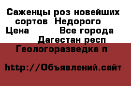 Саженцы роз новейших сортов. Недорого. › Цена ­ 350 - Все города  »    . Дагестан респ.,Геологоразведка п.